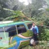 Bus Mitsubishi Terjun ke Jurang di Trans Flores, Seluruh Penumpang Selamat