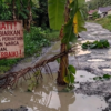 Jeritan dari Kubangan Saat Warga Desa Baru Menanam Pisang di Jantung Jalan yang Mati