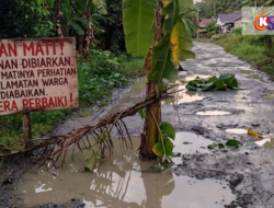 Jeritan dari Kubangan Saat Warga Desa Baru Menanam Pisang di Jantung Jalan yang Mati